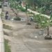 Aksi Spontan Tanam Pohon Pisang di Jalan Rusak, Warga Jalur A1 Aimas Tuntut Perbaikan Infrastruktur