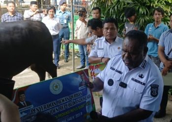 Wujud Kepedulian Presiden: Papua Barat Daya Terima 7 Sapi Kurban Jelang Idul adha 1446 H