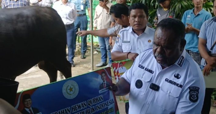 Wujud Kepedulian Presiden: Papua Barat Daya Terima 7 Sapi Kurban Jelang Idul adha 1446 H