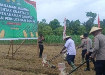 Polri Tanam Jagung, Sasar Ketahanan Pangan dari Lahan Tidur hingga Perhutanan Sosial