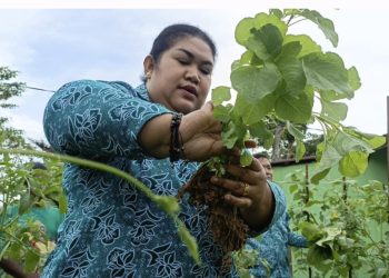Lawan Rasa Malas, Ketua PKK Kabupaten Sorong Junita Linda Kamuru Dorong Pemanfaatan Pekarangan Rumah