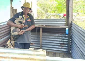 Bukti Cinta Presiden Prabowo untuk Papua Bantuan Ternak Babi Sehat Tiba di Kampung Malagai Sorong