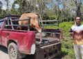 Kepala Kampung Malamoi Apresiasi Bantuan Sapi Presiden: Bukti Nyata Kehadiran Negara di Tengah Masyarakat Adat