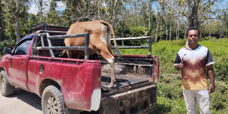 Kepala Kampung Malamoi Apresiasi Bantuan Sapi Presiden: Bukti Nyata Kehadiran Negara di Tengah Masyarakat Adat