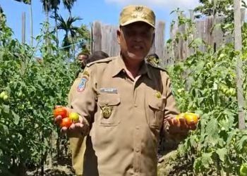 Wabup Sorong Dorong Swasembada Pangan Lewat Pemberdayaan Petani Hortikultura