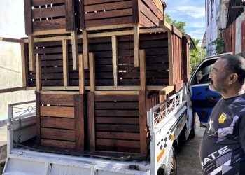 Salurkan Bantuan, Presiden Prabowo Ingin Perkuat Komunitas Adat Di Papua Barat Daya Lewat Usaha Ternak Produktif 