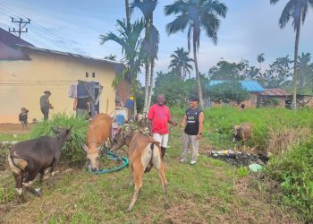 Penguatan Ekonomi Lokal: Presiden Serahkan Ternak Sapi untuk Tokoh Adat Biak di Sorong