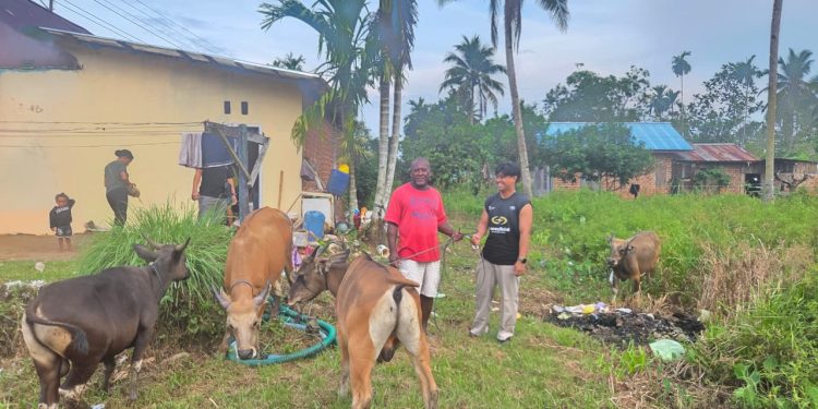 Penguatan Ekonomi Lokal: Presiden Serahkan Ternak Sapi untuk Tokoh Adat Biak di Sorong