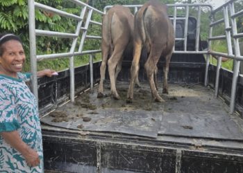 Dua Sapi dari Pemerintah Pusat untuk PGPI Kabupaten Sorong: Modal Pemberdayaan Ekonomi Warga Gereja