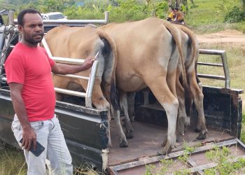 Bantuan Empat Ekor Sapi untuk Kampung Malamoi, Penguatan Ekonomi dari Pemerintah Pusat