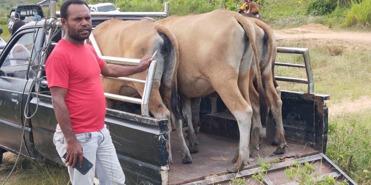 Bantuan Empat Ekor Sapi untuk Kampung Malamoi, Penguatan Ekonomi dari Pemerintah Pusat