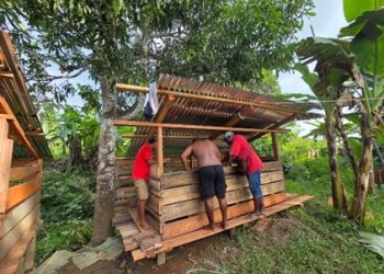 Pemerintah Pusat Dorong Ekonomi Adat Suku Biak Lewat Program Pengembangan Ternak Babi