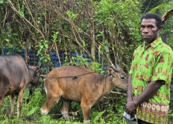 Negara Hadir di Kampung Fafi: Dua Ekor Sapi Bantuan Pemerintah Pusat Jadi Awal Penguatan Ekonomi Warga