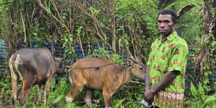 Negara Hadir di Kampung Fafi: Dua Ekor Sapi Bantuan Pemerintah Pusat Jadi Awal Penguatan Ekonomi Warga