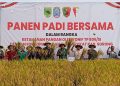 Yonif TP 806/SI Perkuat Pengendalian Pangan Daerah, Panen Padi Bersama Forkopimda Sorong Jadi Penanda Peran Satuan Baru