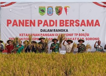 Yonif TP 806/SI Perkuat Pengendalian Pangan Daerah, Panen Padi Bersama Forkopimda Sorong Jadi Penanda Peran Satuan Baru
